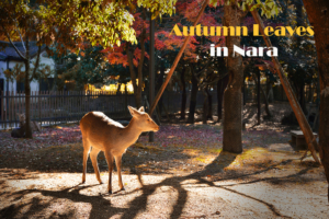 autumn-leaves-in-nara