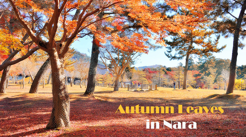 autumn-leaves-in-nara