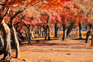 autumn-leaves-in-nara