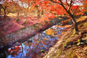 autumn-leaves-in-nara