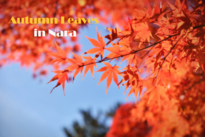 autumn-leaves-in-nara