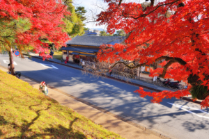 autumn-leaves-in-nara