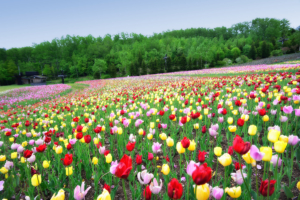 Takino Suzuran Hillside National Park