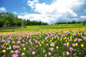 Takino Suzuran Hillside National Park