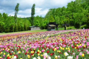 Takino Suzuran Hillside National Park