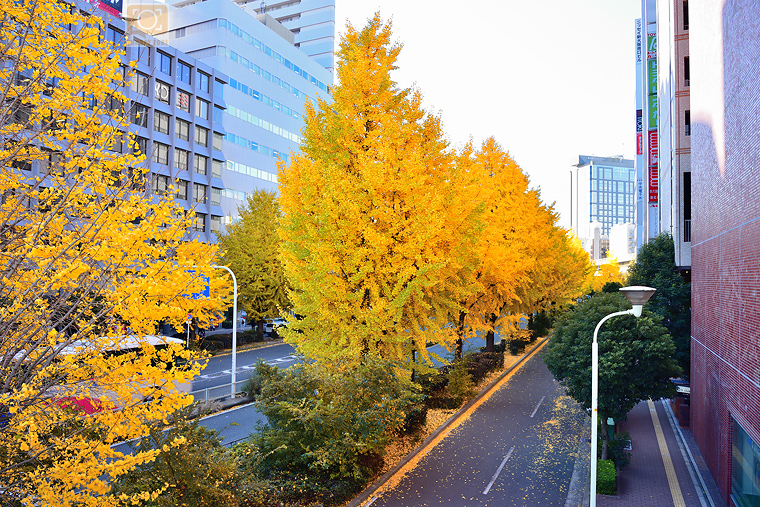autumn-foliage-shin-osaka