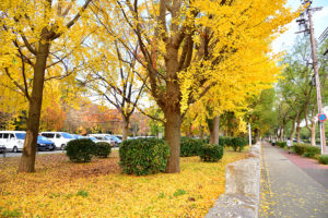 autumn-foliage-shin-osaka