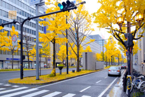autumn-foliage-midosuji-osaka