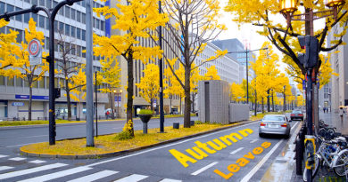 autumn-foliage-midosuji