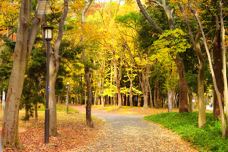 autumn-foliage-osaka-castle-park