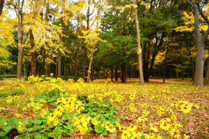 autumn-foliage-osaka-castle-park