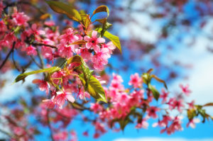 ขุนแม่ยะ-Khunmaeya-Wild-Himalayan-Cherry