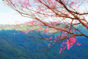 ขุนวาง-khunwang-Wild-Himalayan-Cherry