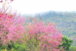 ขุนวาง-khunwang-Wild-Himalayan-Cherry