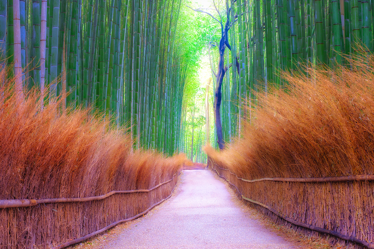 arashiyama-bamboo-grooves