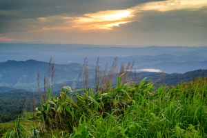 สวนยาหลวง บ้านสันเจริญ suan-ya-luang