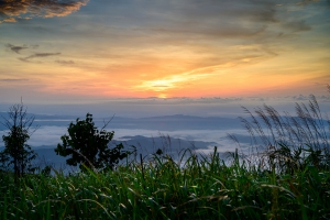 สวนยาหลวง บ้านสันเจริญ suan-ya-luang