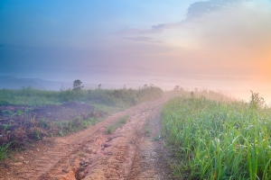 สวนยาหลวง บ้านสันเจริญ suan-ya-luang