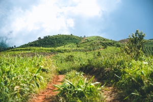 สวนยาหลวง บ้านสันเจริญ suan-ya-luang