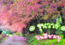 ขุนวาง-khunwang-Wild-Himalayan-Cherry