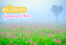 ดอกกระเจียว,ทุ่งดอกกระเจียว,ไทรทอง,อุทยานแห่งชาติ,ทะเลหมอก,หมอก,ชัยภูมิ,เที่ยวไทย